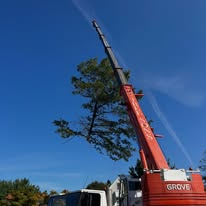 Crane lifting a large tree out of a tight Worcester, MA backyard