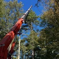 Crane positioned next to a massive old tree for scale on a Lancaster, MA property