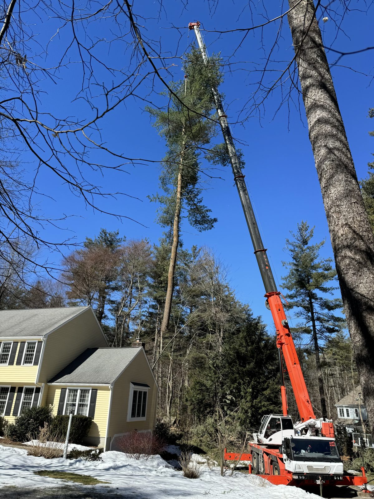 Crane removing a tall pine beside a colonial home in the snow