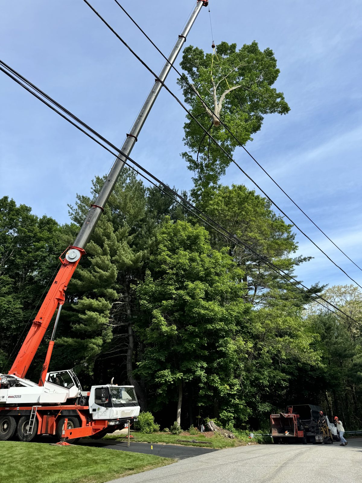 Tree Sons crane rigged to a large tree canopy