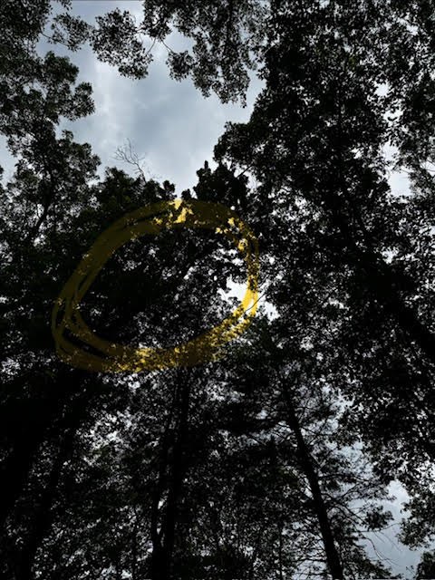 Tree Sons arborist assessing a problem branch on a Shrewsbury, MA property