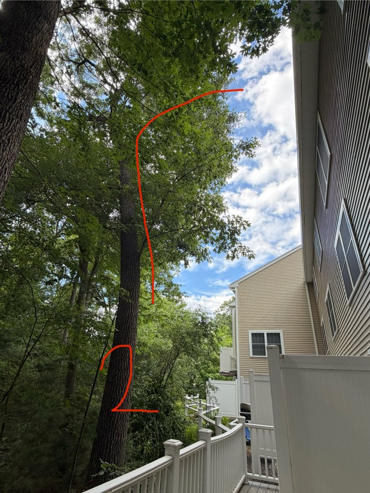 Tree Sons arborist marking and assessing a tree on a Central Massachusetts property