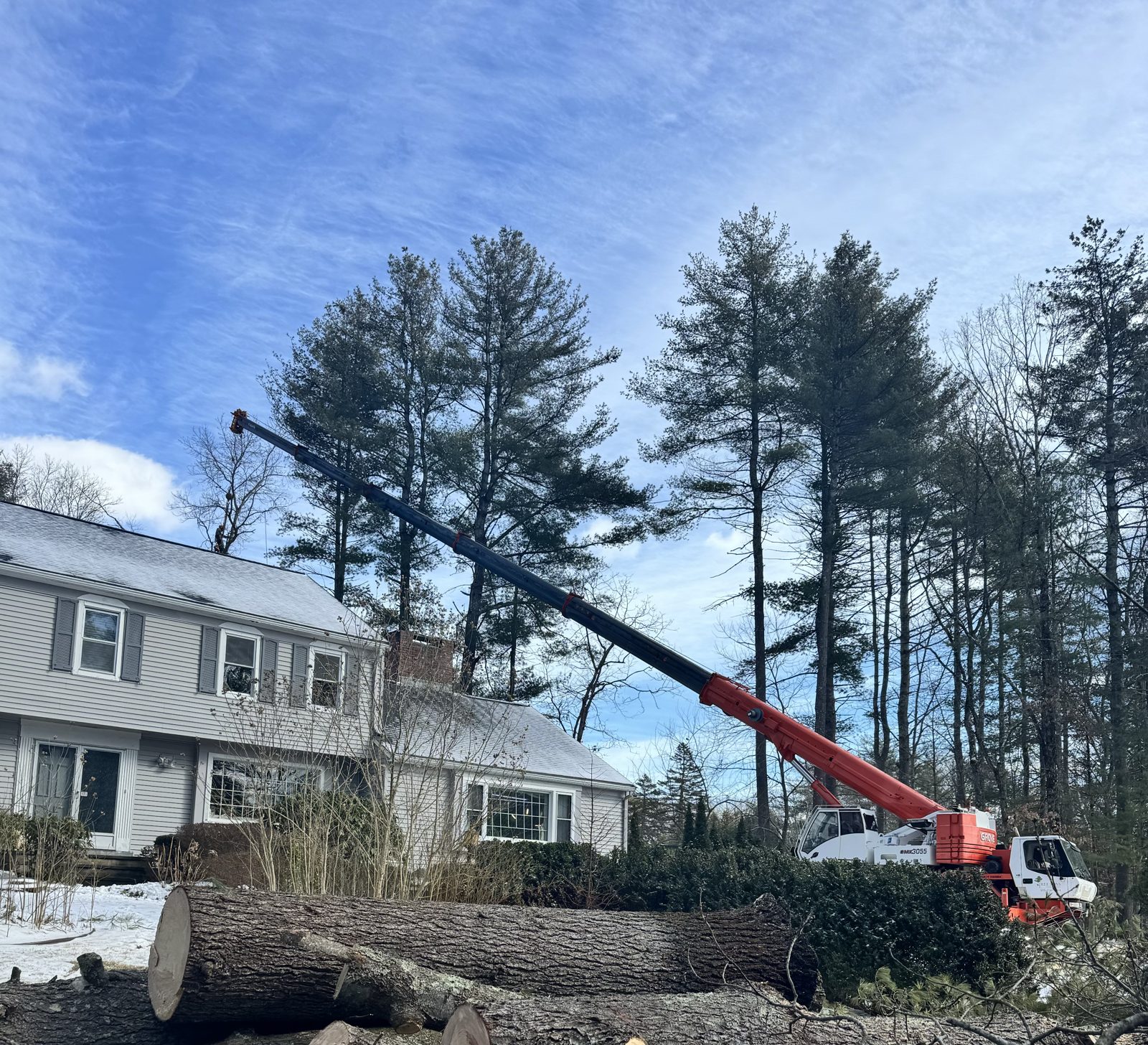 Large tree removal — crane and felled logs on the lawn