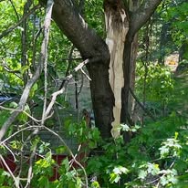 Large storm-damaged tree resting on a Central Massachusetts home after high winds