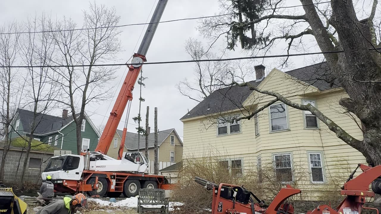 Tree Sons crew removing a tall pine tree on a Marlborough, MA property
