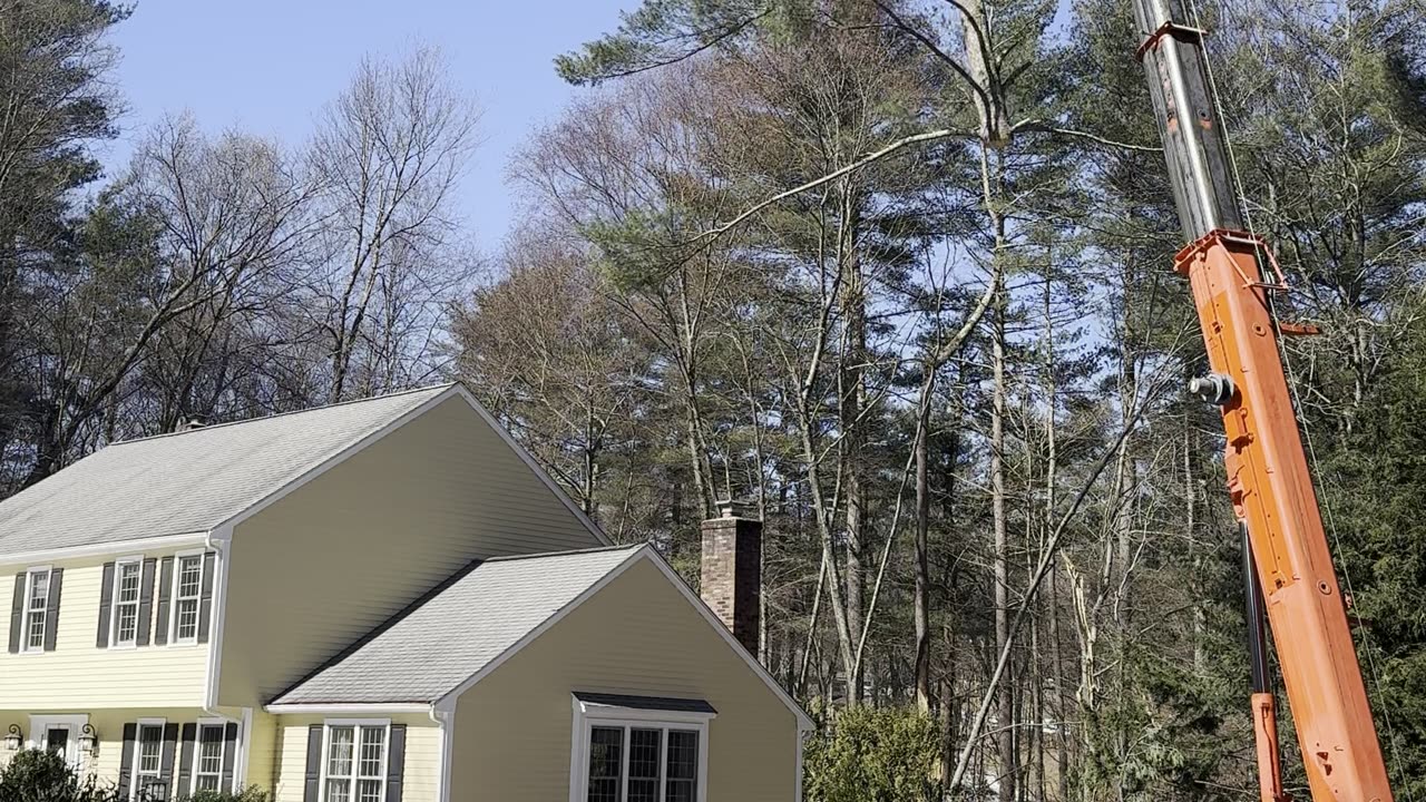 Winter storm tree removal after heavy snow on a MetroWest property